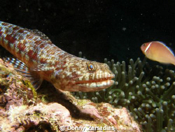 Lizardfish waiting for its prey? Just a newbie. Not too f... by Donny Zarsadias 